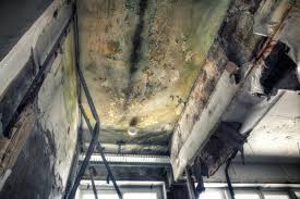 Why You Should Choose Our Mold Remediation Services in Clemmons, NC